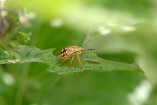 Image of Spined Soldier Bug