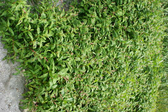 Imagem de Persicaria maculosa S. F. Gray