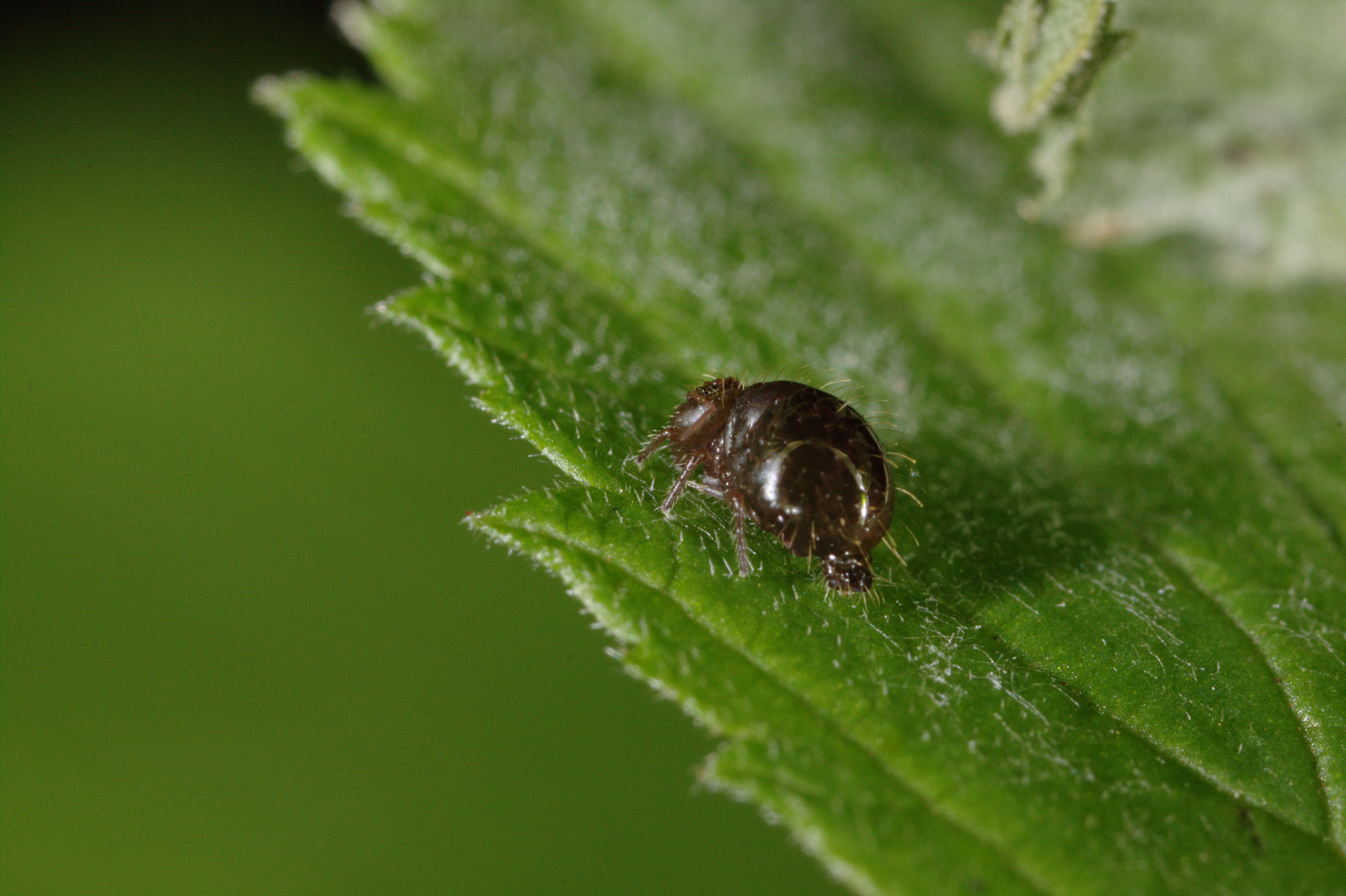 Image of globular springtail