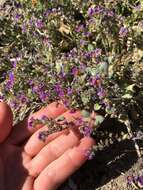 Image of nakedstem phacelia