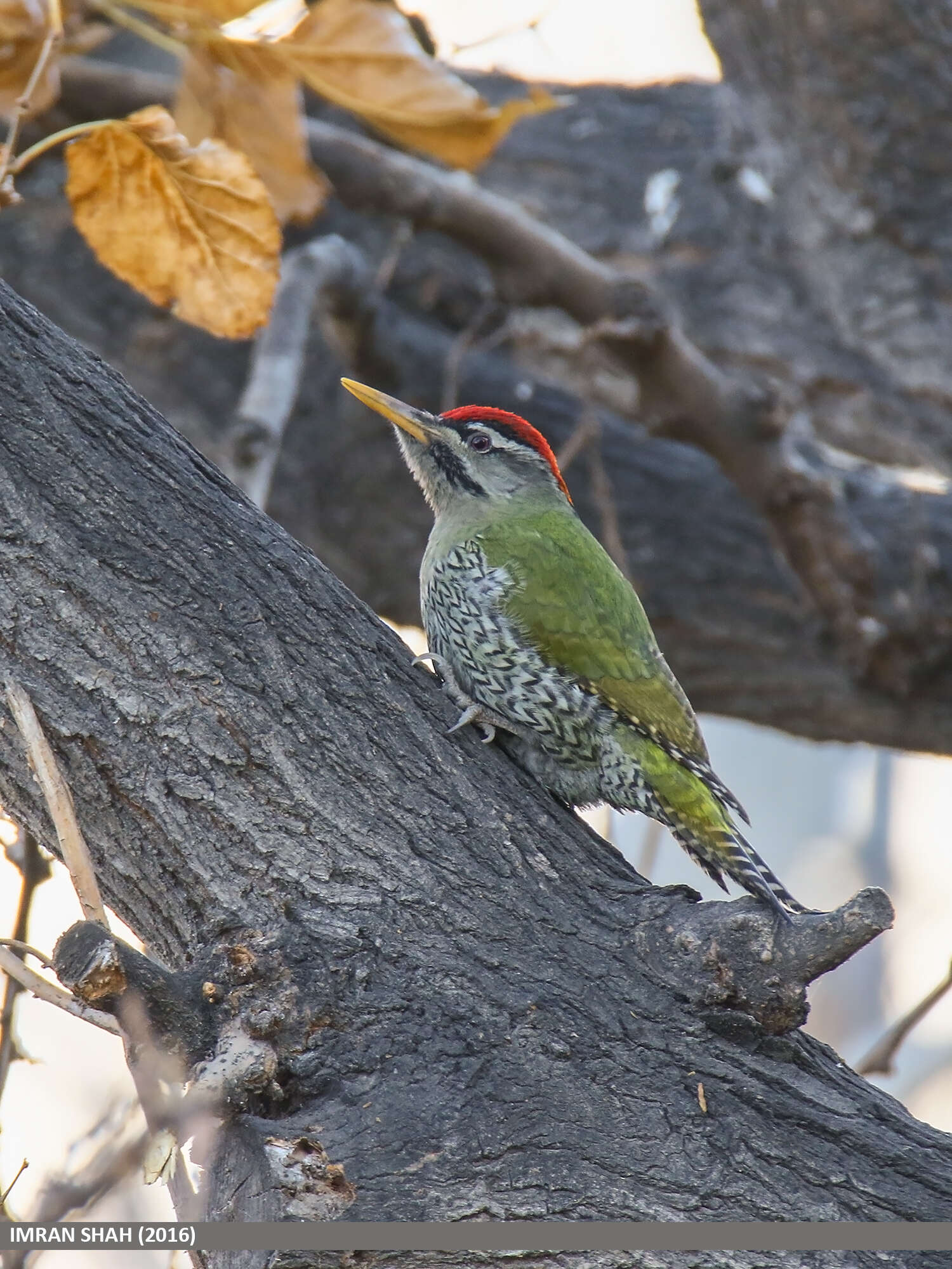 Image of Scaly-bellied Woodpecker