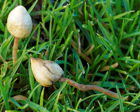 Plancia ëd Psilocybe semilanceata (Fr.) P. Kumm. 1871