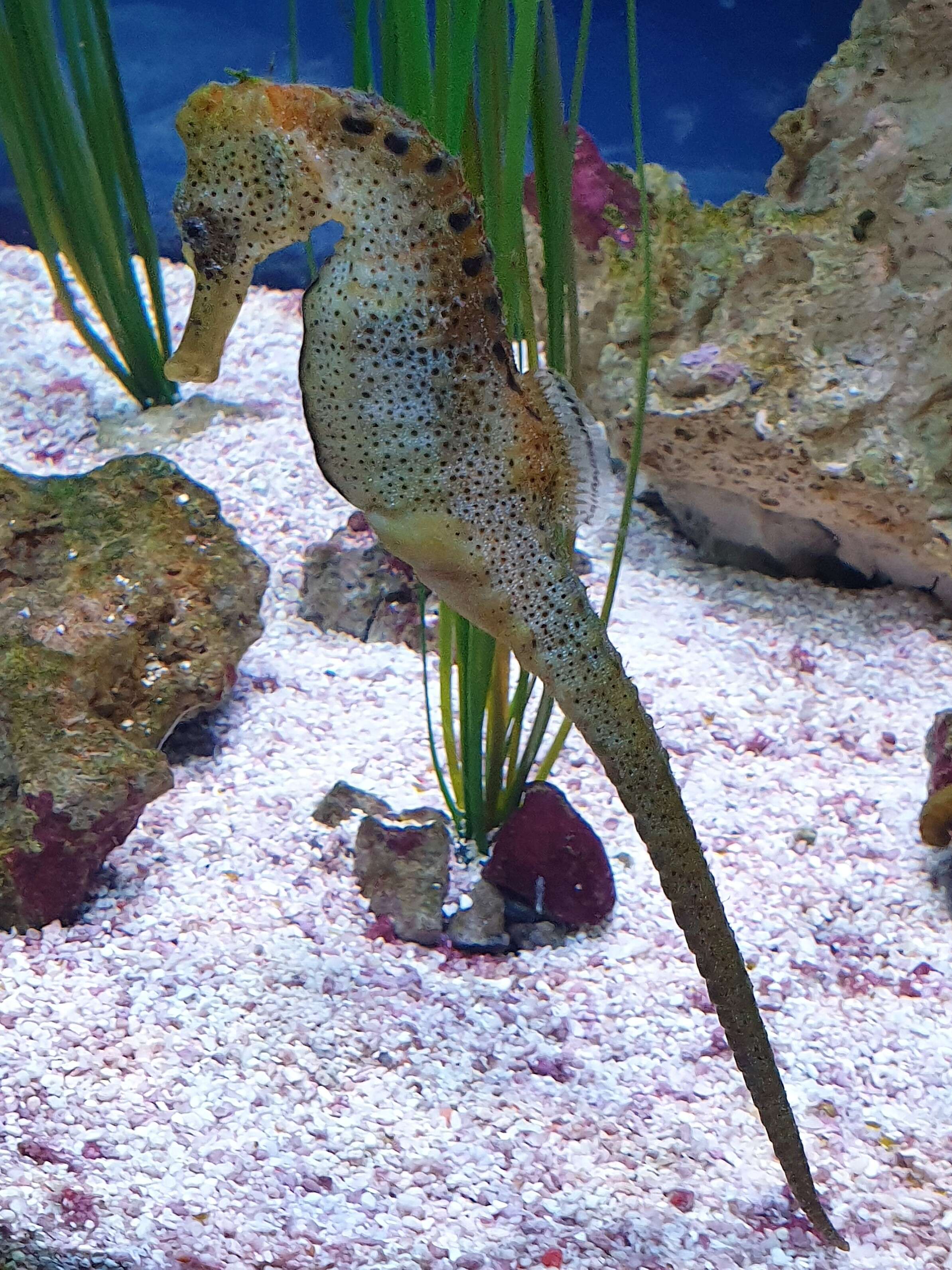 Image of Common seahorse