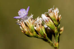 Image of Trans-Pecos sea lavender