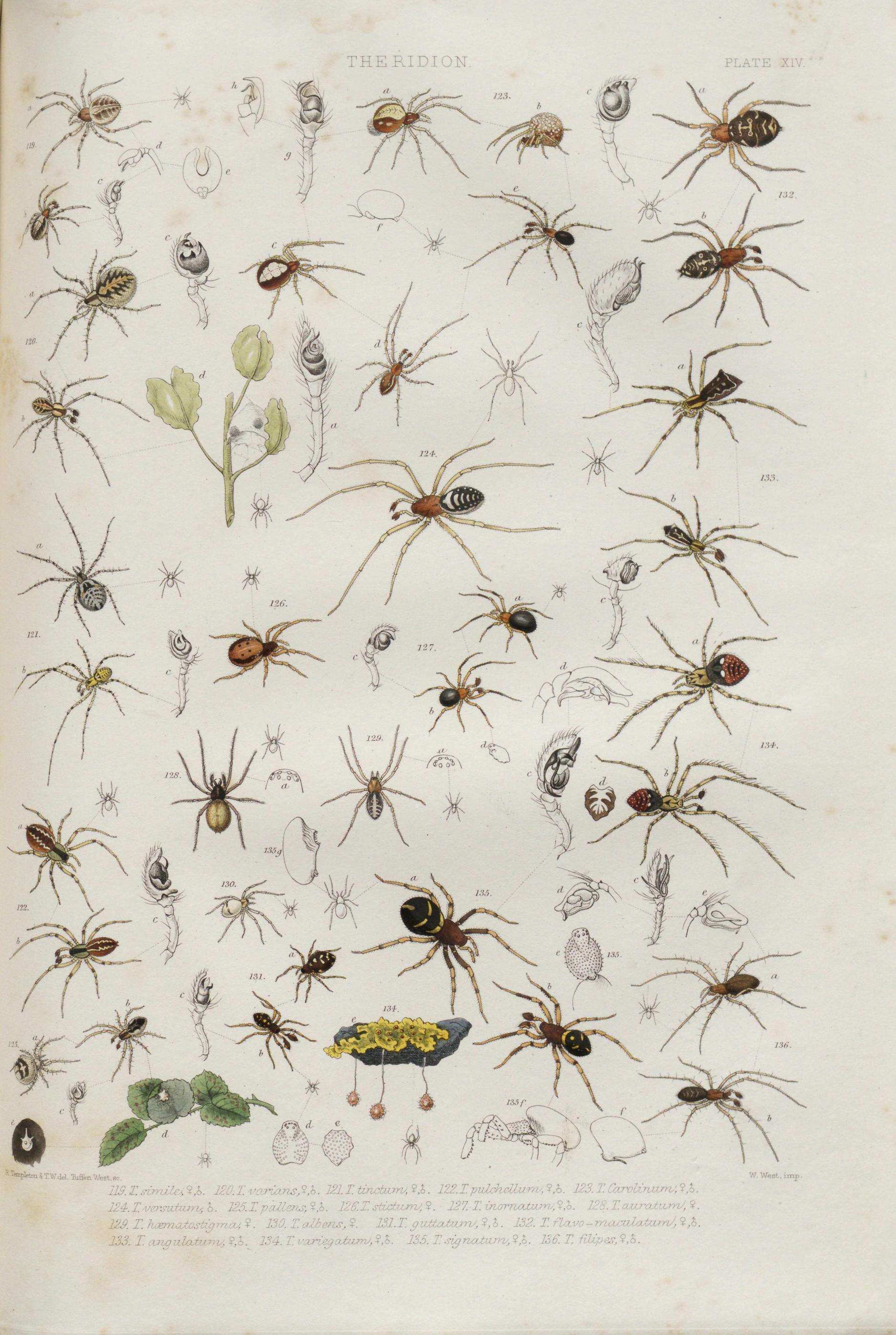 Image of Crustulina guttata (Wider 1834)