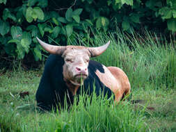 Image of Gaur