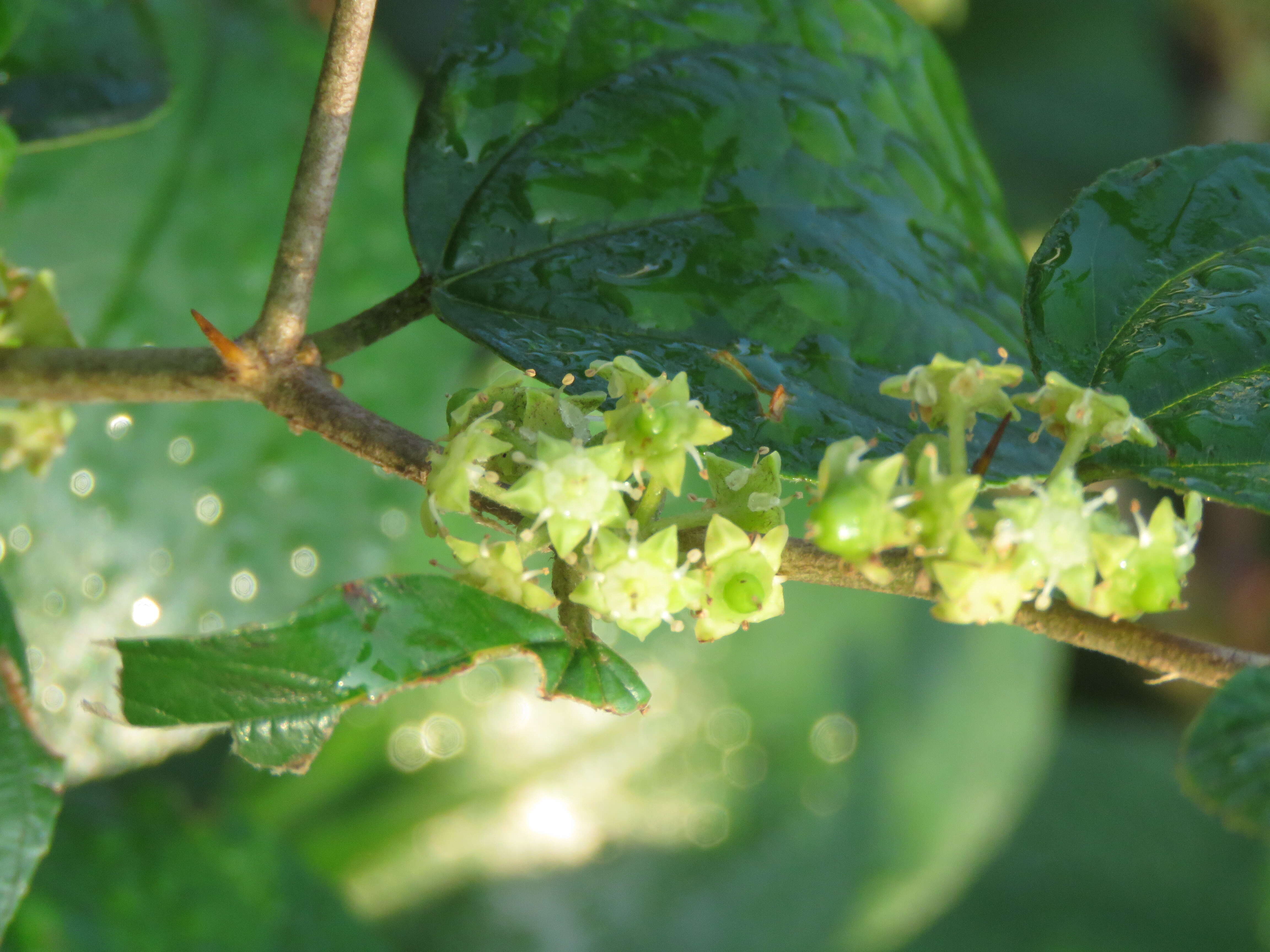 Image of Indian Jujube