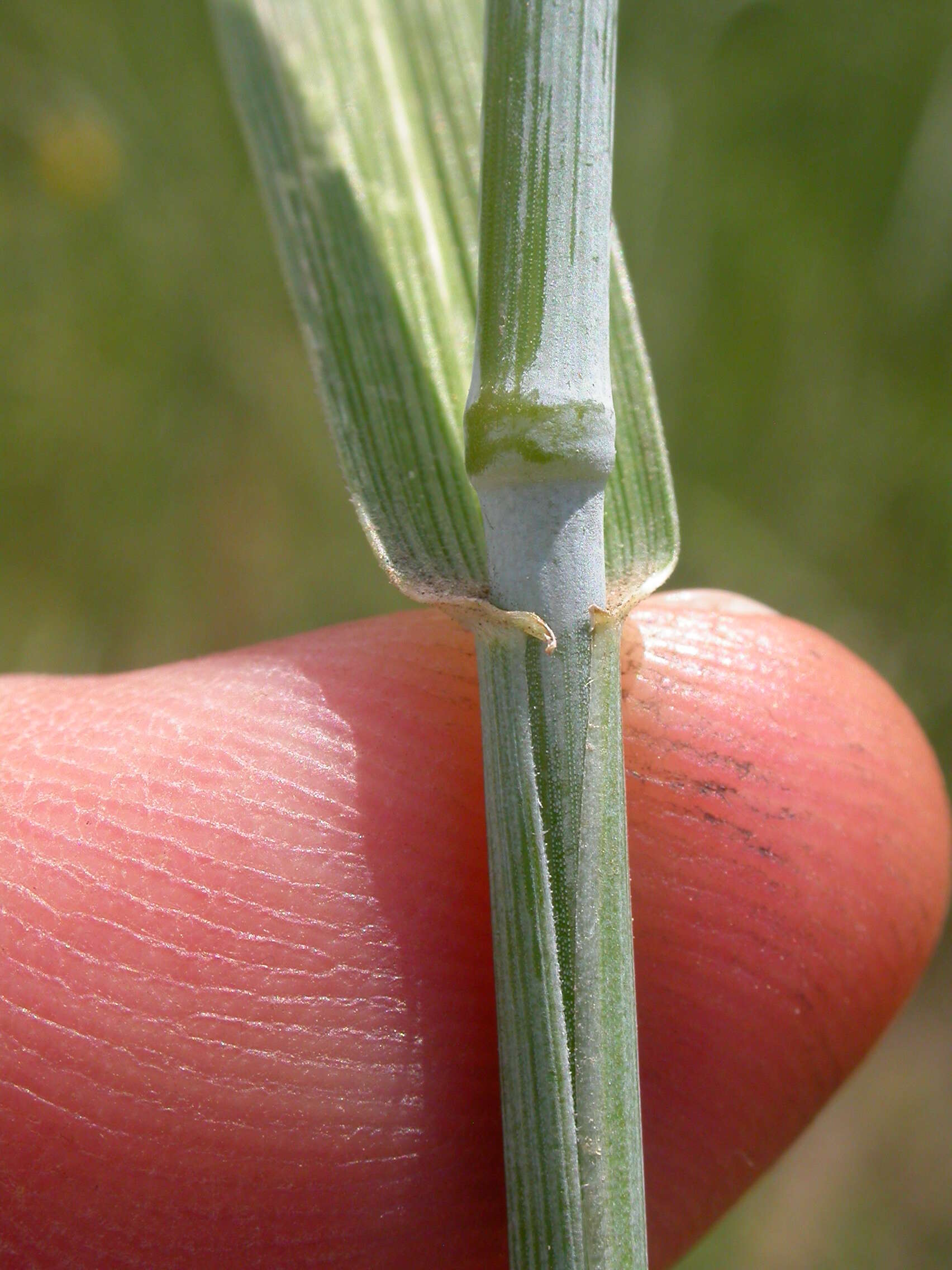 Sivun Thinopyrum intermedium (Host) Barkworth & D. R. Dewey kuva