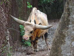 Image of Gaur