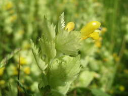 Image of European yellow rattle