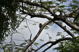 Image of Hispaniolan Woodpecker