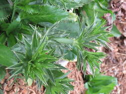 Eryngium foetidum L. resmi