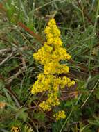 Image of Lady's Bedstraw