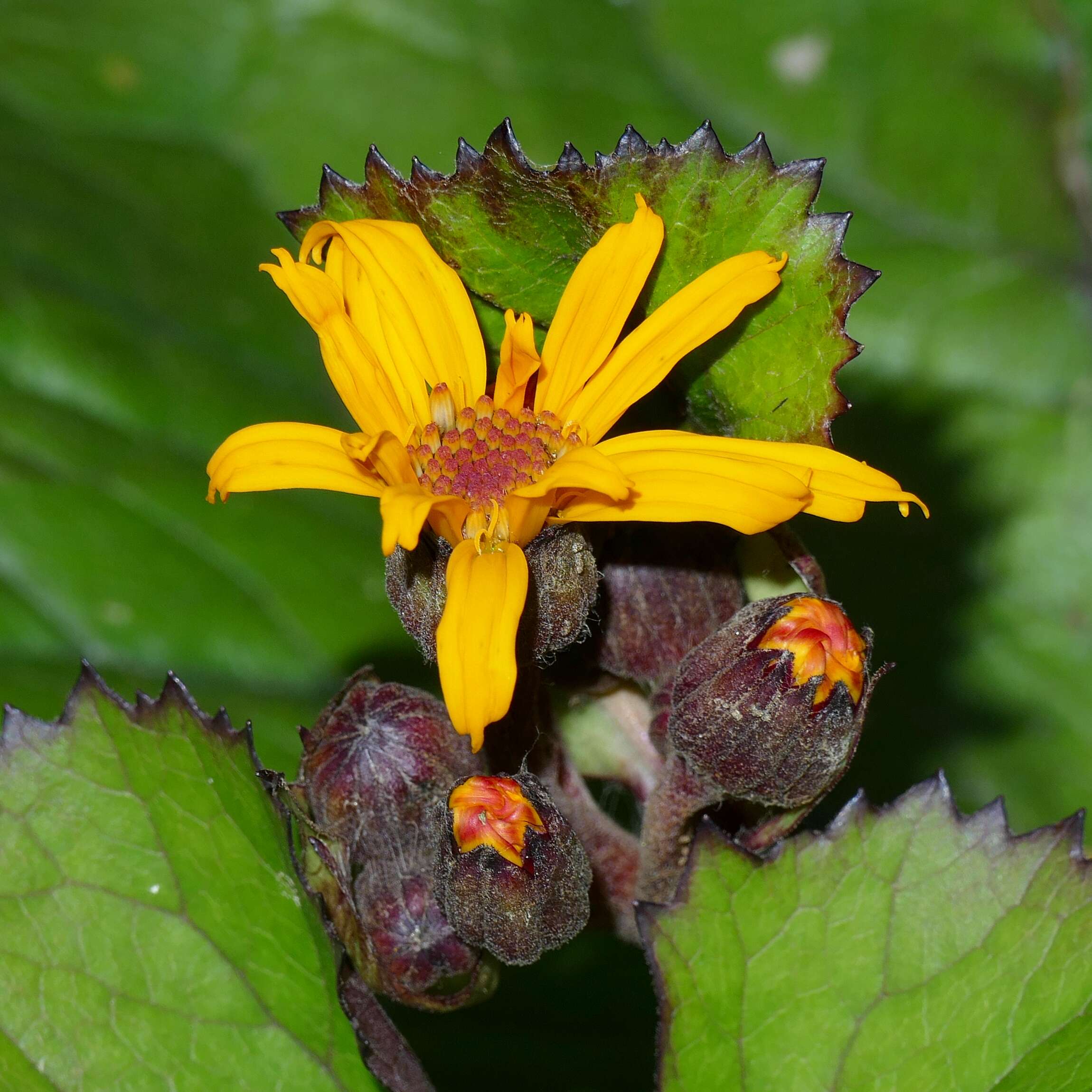 Image of summer ragwort