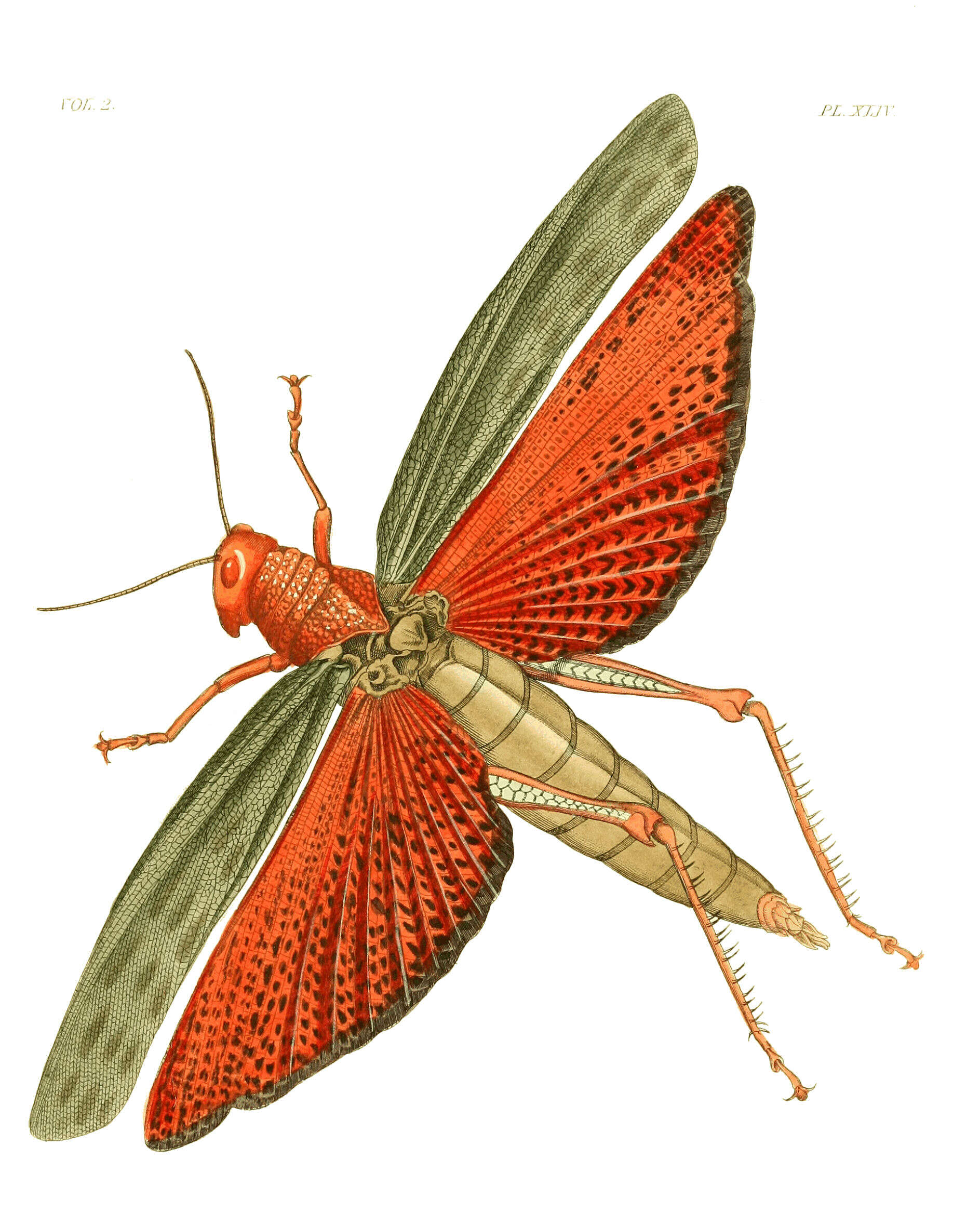 Image of Tropidacris cristata (Linnaeus 1758)