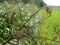 Слика од Scirpus sylvaticus L.