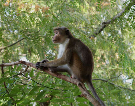 Image of Toque macaque