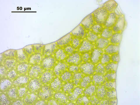 Image of Lophoziopsis longidens (Lindb.) Konstant. & Vilnet