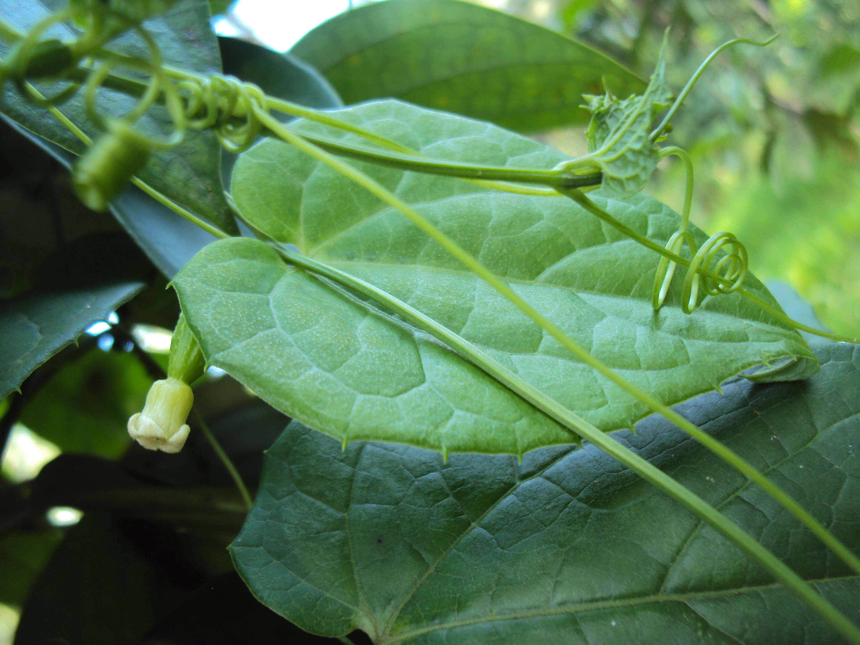 Image of Solena amplexicaulis (Lam.) Gandhi ex Saldanha & Nicolson