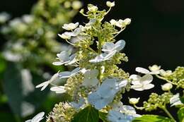 Image of panicled hydrangea