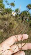 Image of rice button aster