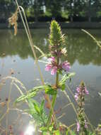 Image of Hedge-nettle