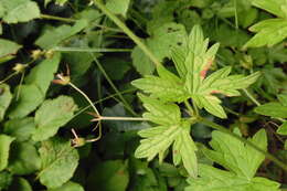 Imagem de Geranium palustre L.