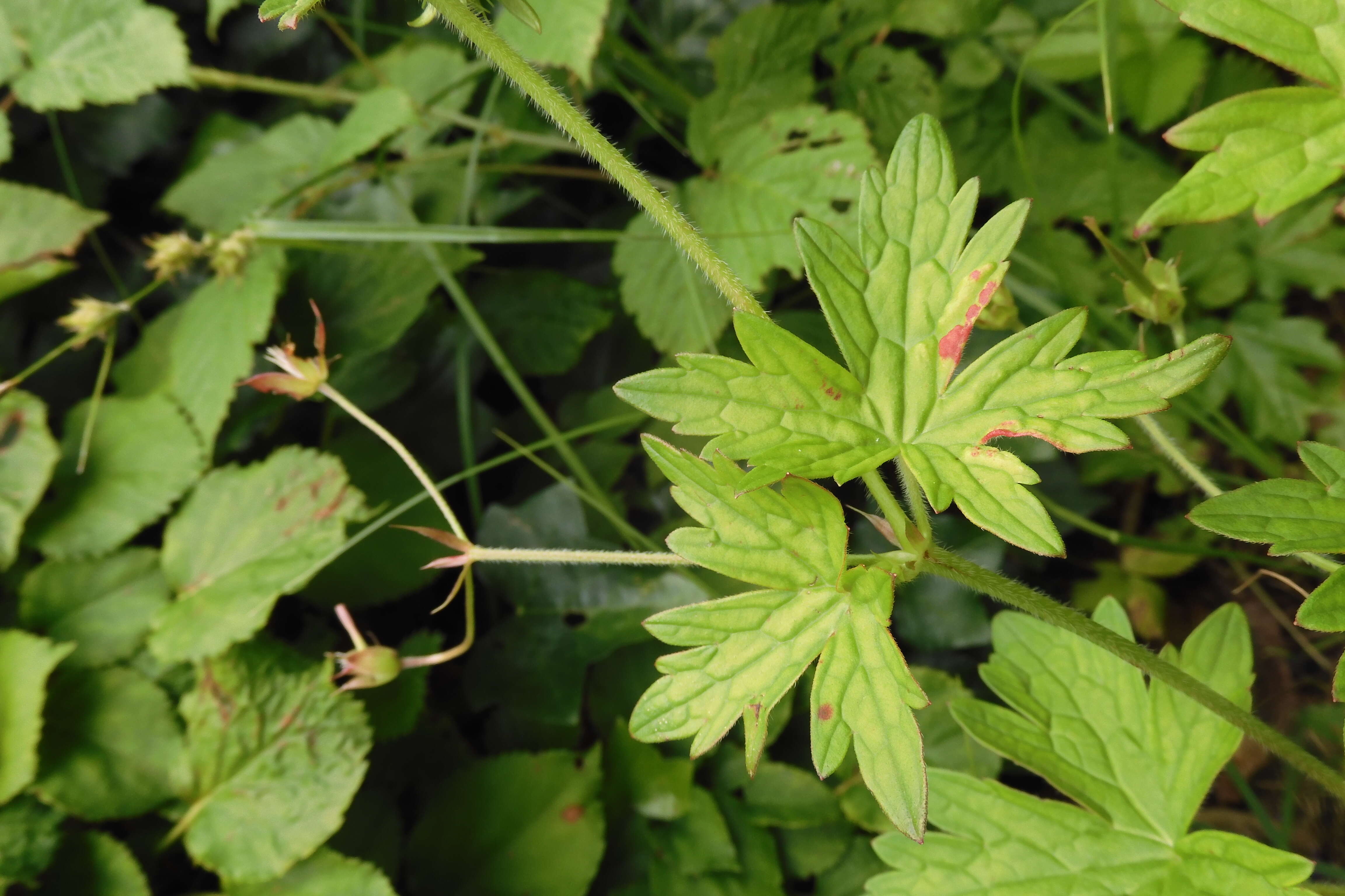 Imagem de Geranium palustre L.