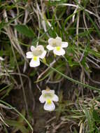 Image of Pinguicula alpina L.