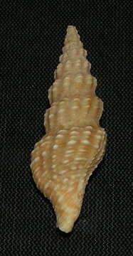 Image of Ptychobela zebra