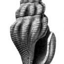 Image of Lioglyphostoma rusum