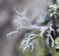 Image of farinose cartilage lichen