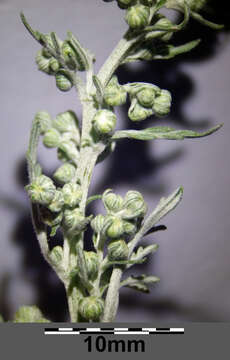 Image of Roman wormwood