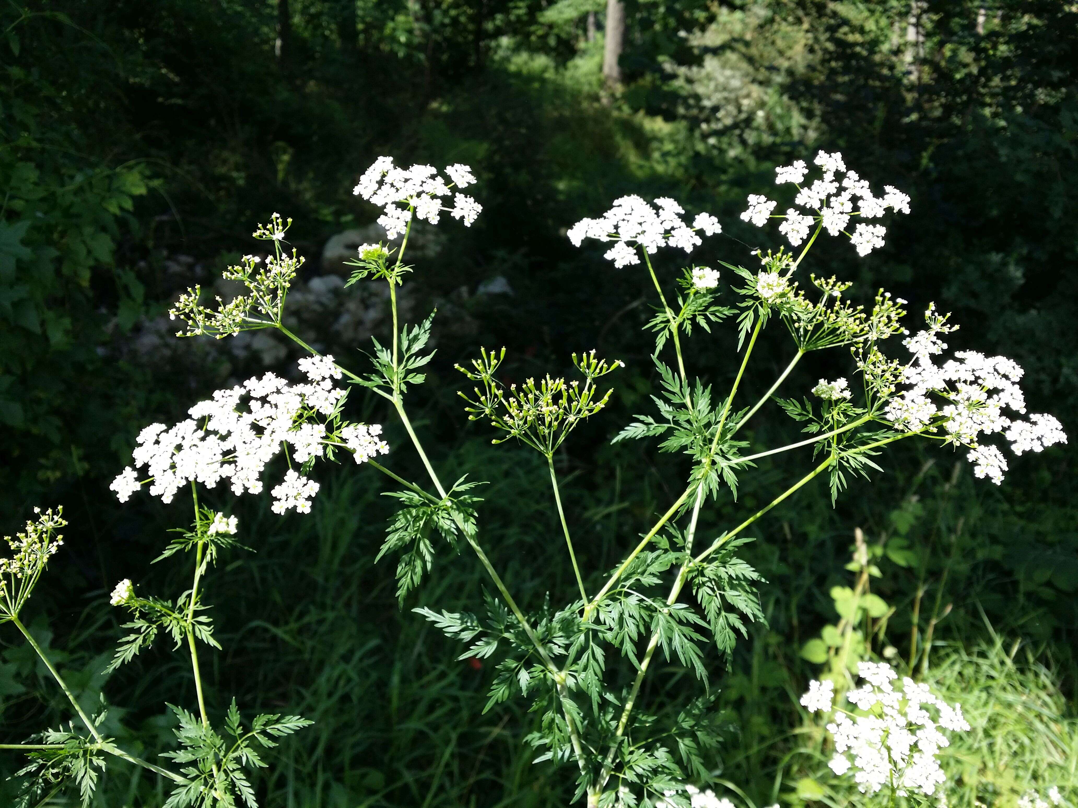 Image of bulbous chervil