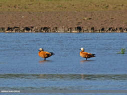 Image of Ruddy Shelduck