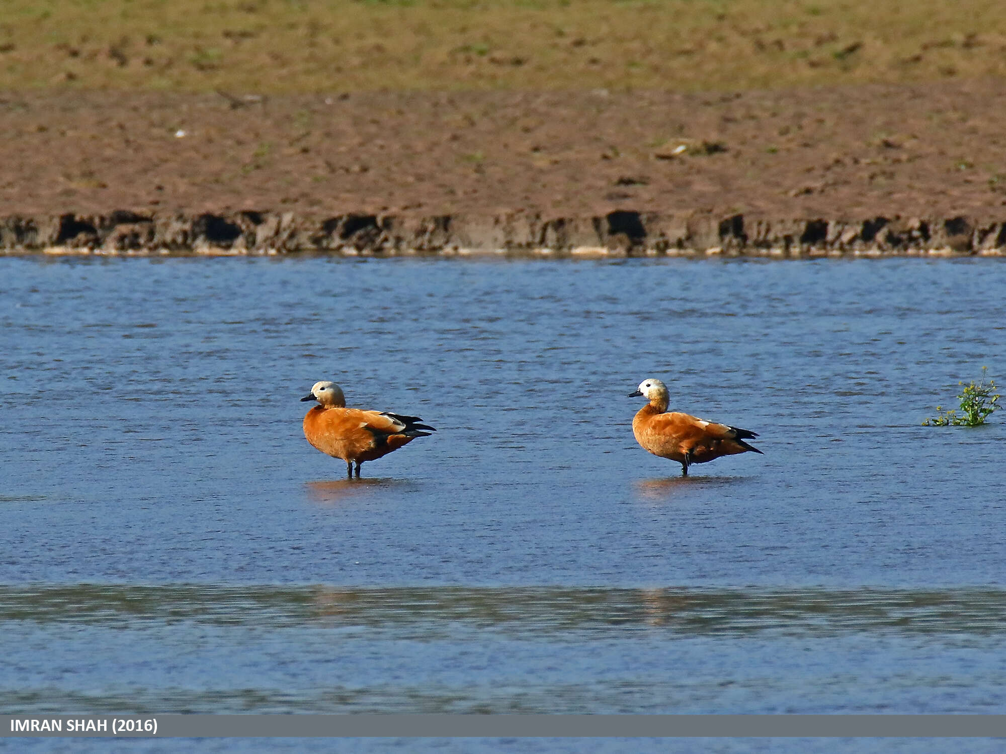 Image of Ruddy Shelduck