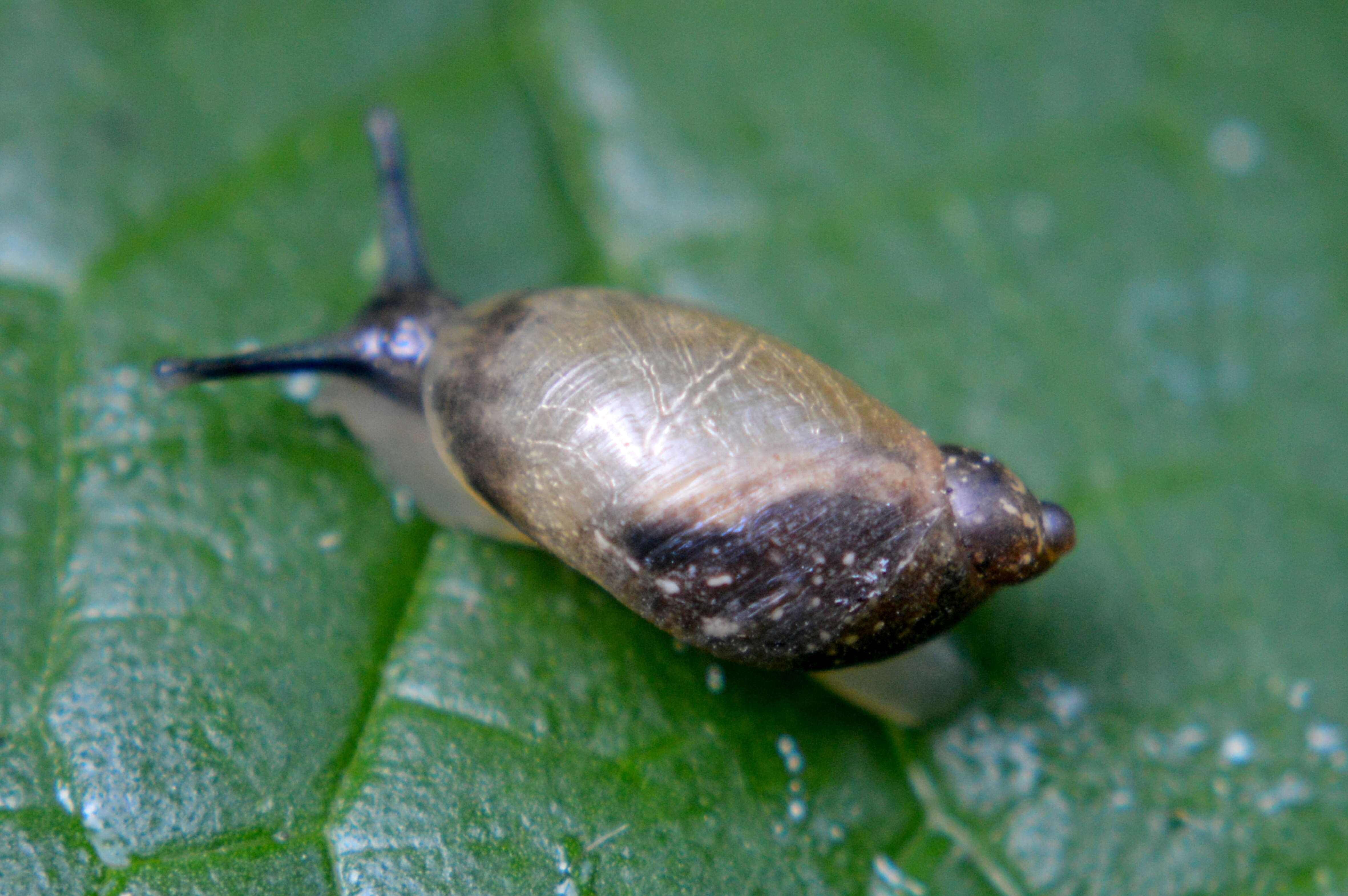 Image of Succineoidea Beck 1837