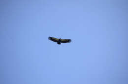 Image of Asian White-backed Vulture