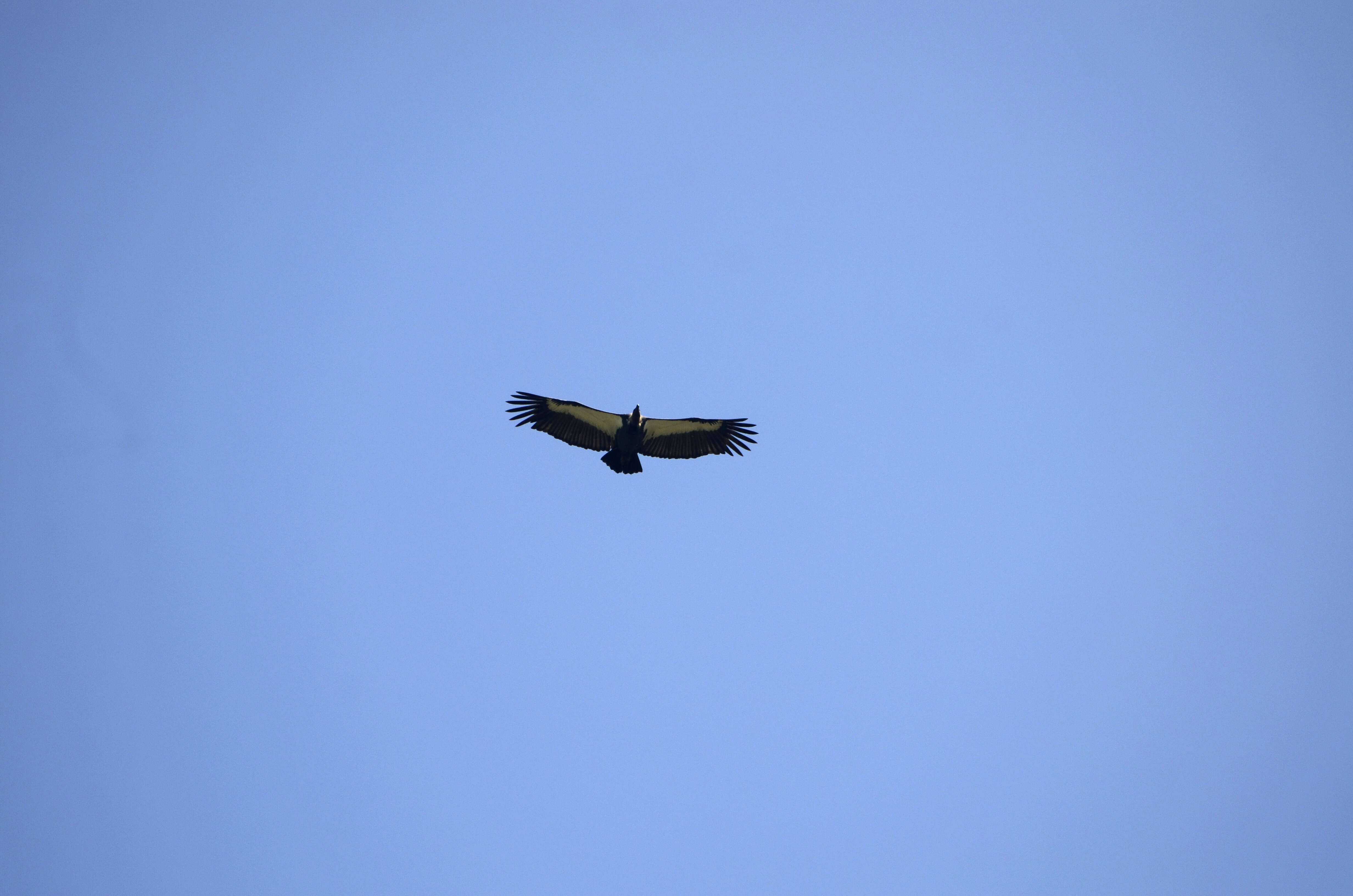 Image of Asian White-backed Vulture