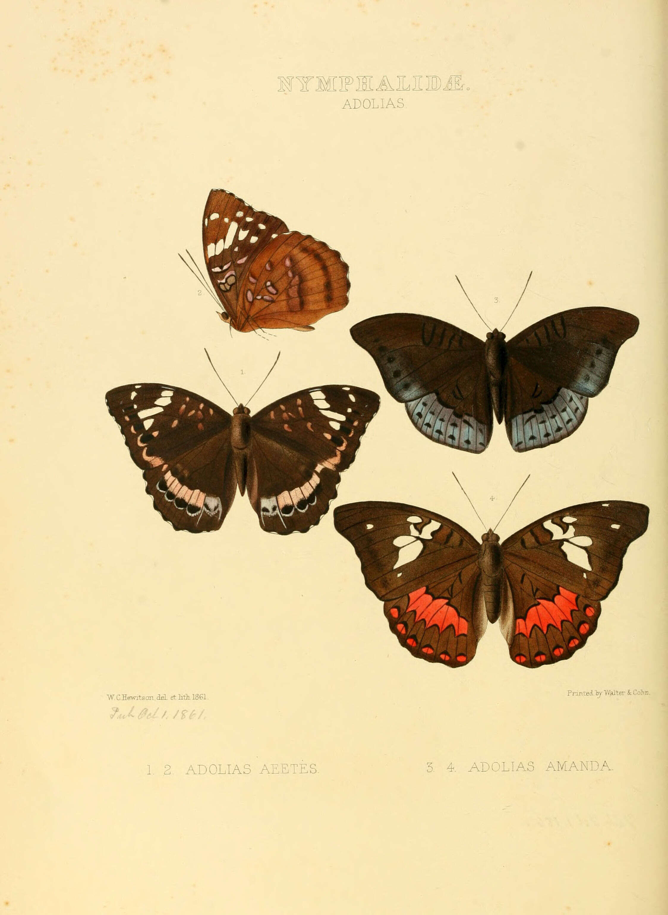 Image of Euthalia amanda Hewitson 1861