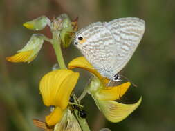 Image of smooth rattlebox