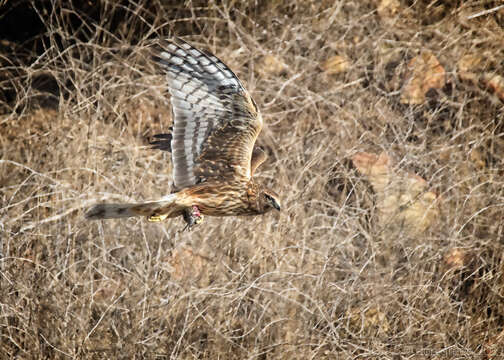 Image of Northern Harrier