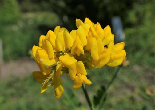 Image of Securigera orientalis (Mill.) Lassen