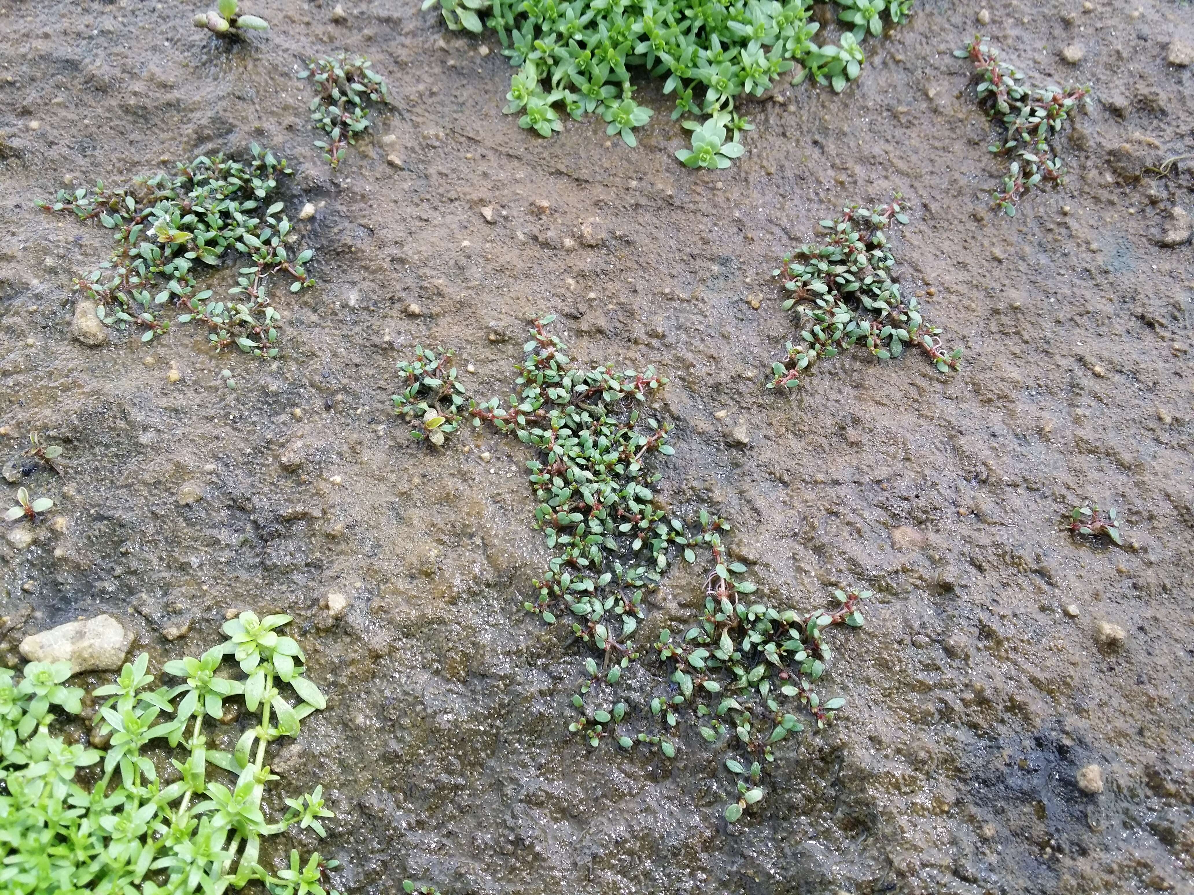 Image of eight-stamened waterwort