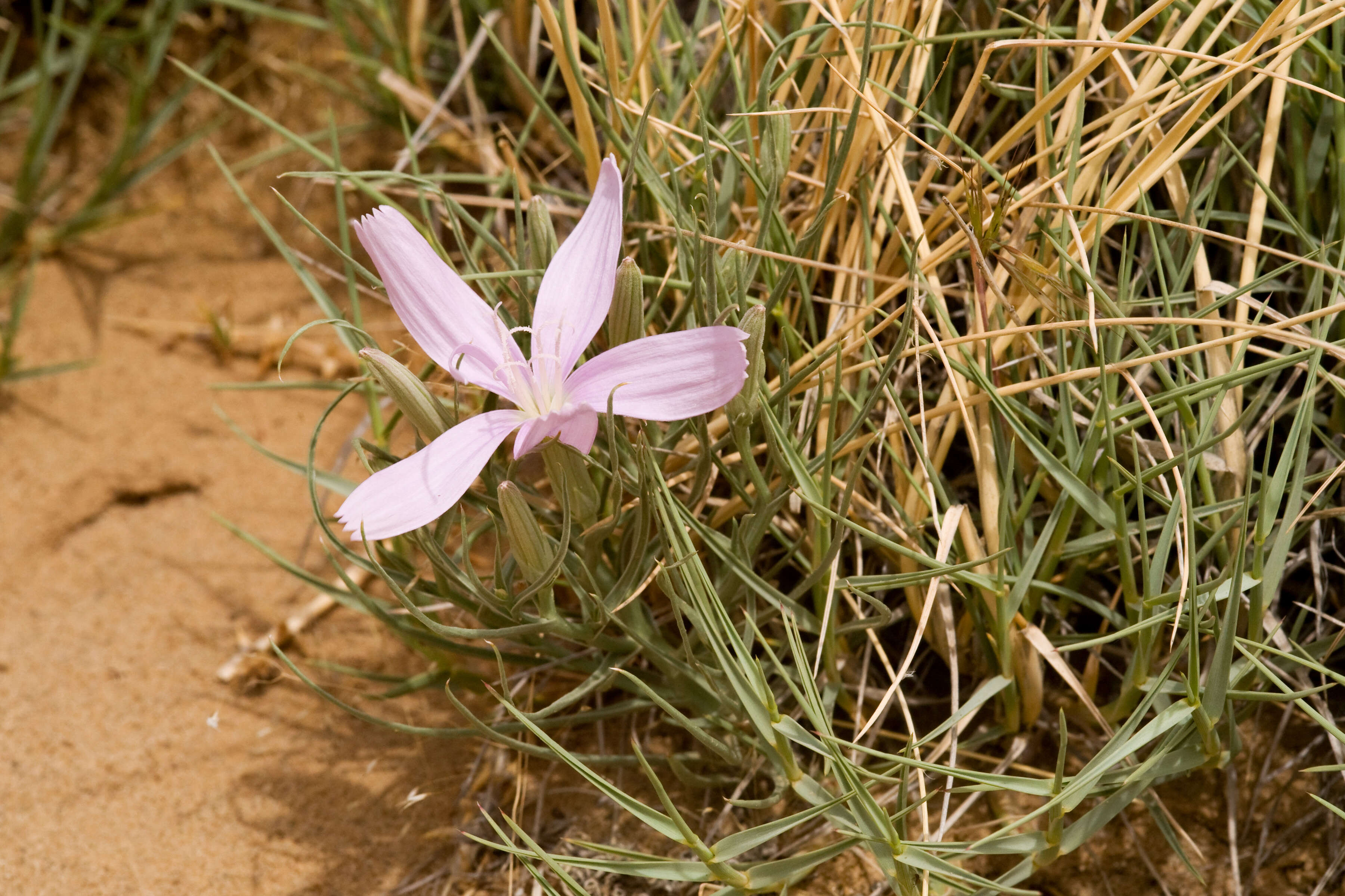 Image of skeletonplant