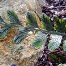 Image of Asplenium paleaceum R. Br.