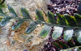 Image of Asplenium paleaceum R. Br.