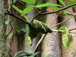 Image of Emerald Tree Boa