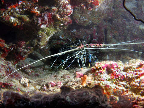 Image of Painted Spiny Lobster