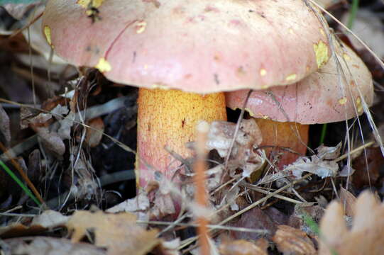 Image of Rubroboletus legaliae (Pilát & Dermek) Della Maggiora & Trassin. 2015